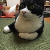 猫虐待についてとギザちのこと