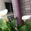 ＃カラーが咲いていました