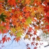 岡山県で愛犬と一緒に行けるおすすめ紅葉スポット３選！
