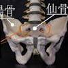 仙腸関節の痛み！？その治療とは？