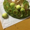 生の蓮の実を食べてみる