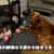 ゴルパピの破壊力