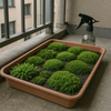 ベランダで楽しむ苔の栽培🌿