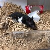 くろごまあん523日目