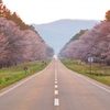 満開の桜が楽しみ！北海道でおすすめの桜お花見スポット5選