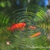 【紅葉】殿ヶ谷戸庭園@国分寺