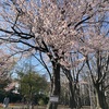 札幌　円山公園　桜🌸撮影に行って来ました　4月26日(月)2021