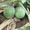 　夏野菜の舞い