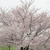 曇り空に桜はずっと見ていられる。