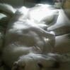 へそ天バディ