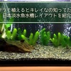 マツモ植えるとキレイなの知ってた？日本淡水魚水槽レイアウトを紹介