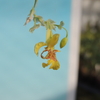 Lockhartia oerstedii  (variegata) 