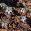 早春の花５