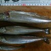 【今さら過ぎる備忘録２】このブログを開設してから今までに釣った魚を、今度は月別に整理整頓する！