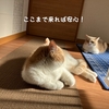 雨田甘夏、打ち水です。【猫と防御と透明事情】