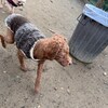 老犬ホームあん｜新人さん パロ^^