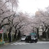 武蔵野市役所前_桜（東京都武蔵野市）