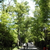 【近場おでかけ】意外に行かない…下賀茂神社へ