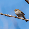 🐦野鳥の回【36】🆕 執念で捉えたウグイス（鶯、春告鳥）