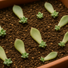 【葉挿し】葉っぱで増える不思議体験？🌱多肉植物の失敗しない葉挿しのコツとは？