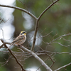 Yellow-throated Bunting