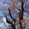 桜は咲き始めたがつらいね。