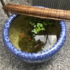 火鉢の金魚（上から見る風流な金魚）