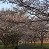 今年の大堀川の桜
