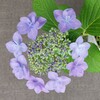 ベランダのアジサイの花が薄く色づいてきた。→一週間程でかなり濃くなった。