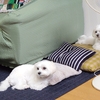 小さい家庭菜園のその後