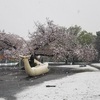 雪と桜