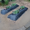 芋は元気です