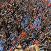 信濃便り・籬の菊篇