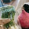 正月野菜で整腸
