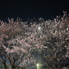 今日の桜たち