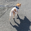 久しぶりの公園、だよ