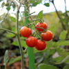 トマトの収穫（8/7）