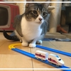 【100均おもちゃ】電車のおもちゃで遊ぶ猫はこちらです...