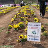 羊山公園で芝桜♪（埼玉県秩父市・庭園を見る）