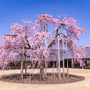 水墨美術館の紅しだれ桜