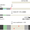 非重複統合リード塩基配列決定システム：non-overlapping integrated read sequencing system (NOIR-SS)