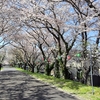 【島田市】河原町桜堤防（島田大堤）【桜の名所】