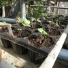 順調に伸びている