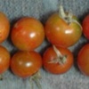 水耕栽培ミニトマト　今晩は８つ収穫できました。