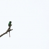 Violet-tailed Sylph ムラサキフタオハチドリ