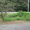 草刈りホリデー