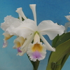 Cattleya gaskelliana f.s/a `Elegance'  