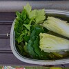 月間横浜家菜No.15 2025.6月の野菜たち
