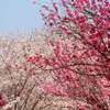 熊谷桜堤の桜 開花予想日 2020年は？