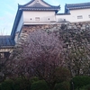 高知城の桜